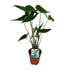 Alocasia Zebrina - Olifantsoor - Ø19cm - ↕75cm - Bloomado