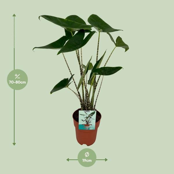 Alocasia Zebrina - Olifantsoor - Ø19cm - ↕75cm - Bloomado