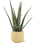 Aloe Vera - Ø19cm - ↕70cm + Bubble Pot D19,5x17,5cm - Goud - Bloomado