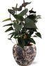 Anthurium Black Love - Ø12cm - ↕36cm + Doug Pot D14x13cm - Zwart Beige - Bloomado