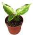 Anthurium Bonplandii Variegata - Ø10,5cm - ↕15cm - Bloomado