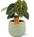 Anthurium Clarinervium - Ø15cm - ↕25cm + Bubble Pot D16,5x15cm - Groen - Bloomado