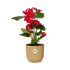 Anthurium Red 12cm in ELHO Vibes Fold 14cm geel - Bloomado