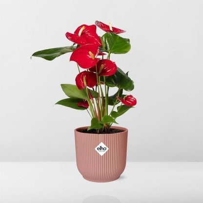 Anthurium Red 12cm in ELHO Vibes Fold 14cm roze - Bloomado