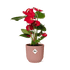 Anthurium Red 12cm in ELHO Vibes Fold 14cm roze - Bloomado