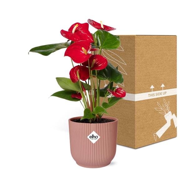 Anthurium Red 12cm in ELHO Vibes Fold 14cm roze - Bloomado
