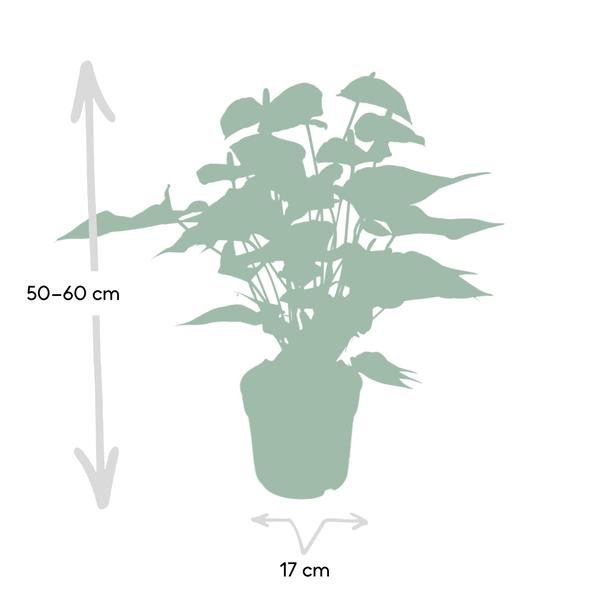 Anthurium Red - Ø17cm - ↕55cm - Bloomado