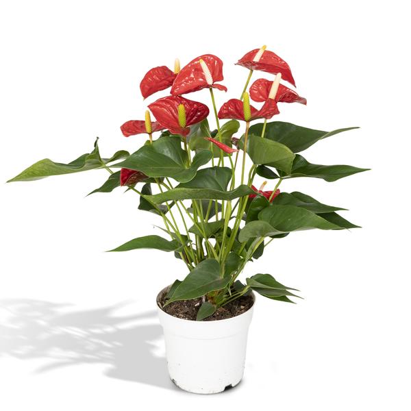 Anthurium Red - Ø17cm - ↕55cm - Bloomado