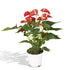 Anthurium Red - Ø17cm - ↕55cm - Bloomado