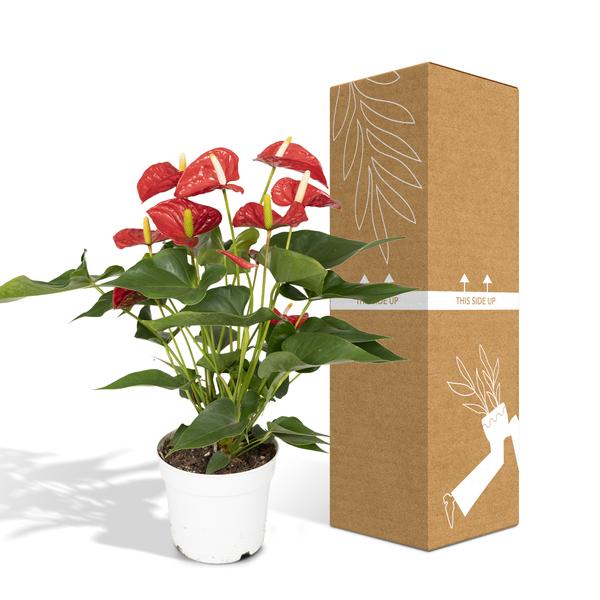 Anthurium Red - Ø17cm - ↕55cm - Bloomado