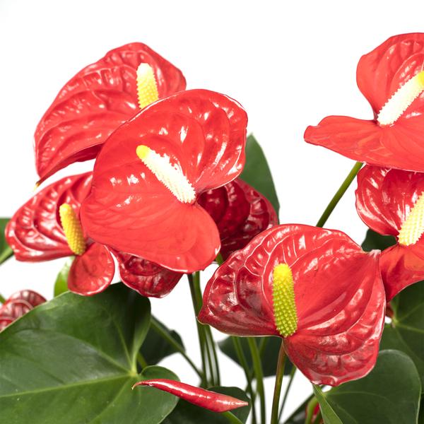Anthurium Red - Ø17cm - ↕55cm - Bloomado