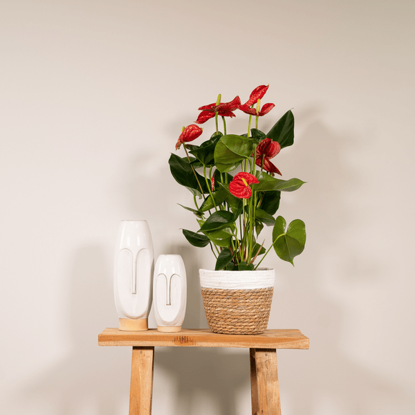 Anthurium Red - Ø17cm - ↕55cm - Bloomado