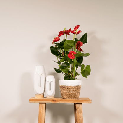 Anthurium Red - Ø17cm - ↕55cm - Bloomado