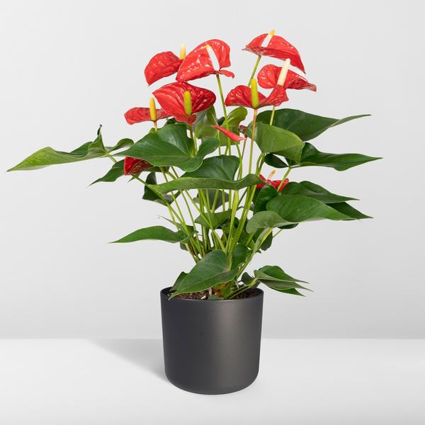 Anthurium Red - Ø17cm - ↕55cm - Bloomado
