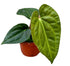 Anthurium Regale X Luxurians - Ø10,5cm - ↕15cm - Bloomado