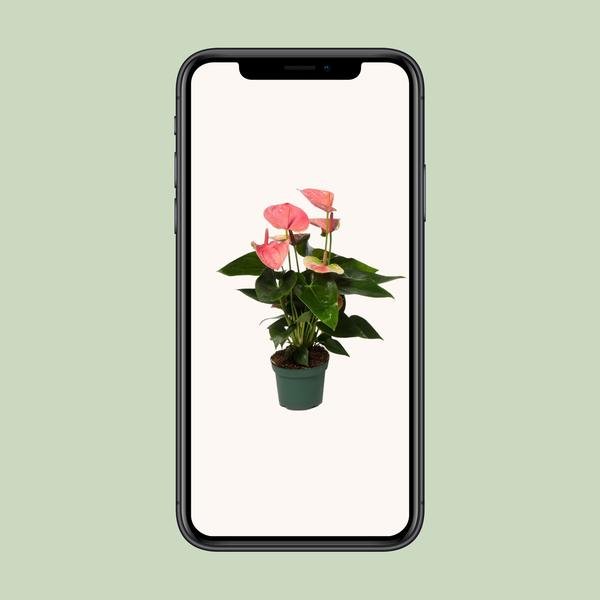 Anthurium Sweet Dream - Ø12cm - ↕35cm - Bloomado