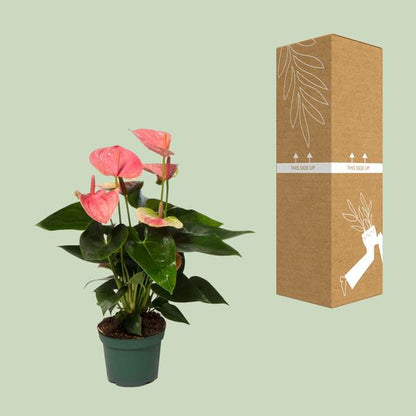 Anthurium Sweet Dream - Ø12cm - ↕35cm - Bloomado