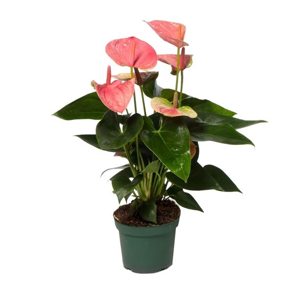 Anthurium Sweet Dream - Ø12cm - ↕35cm - Bloomado