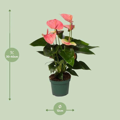 Anthurium Sweet Dream - Ø12cm - ↕35cm - Bloomado