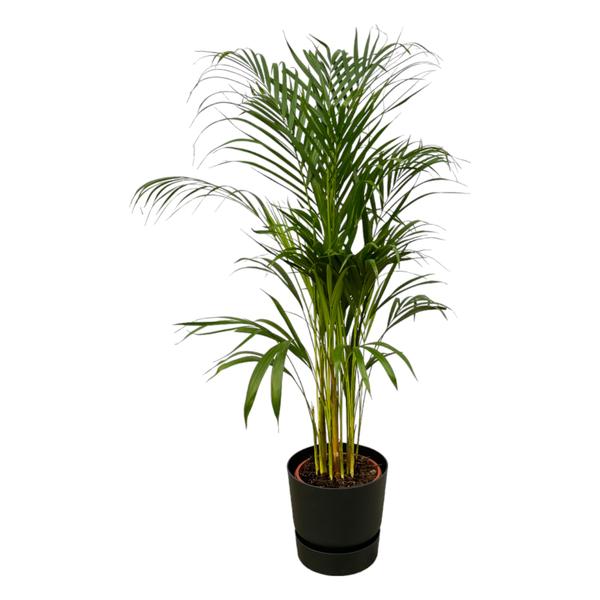 Areca palm - ↨110cm - Ø21cm inclusief elho Greenville Round zwart D24xH23 - Bloomado