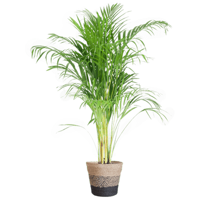 Areca Palm (Dypsis) met Lissabon mand - Bloomado