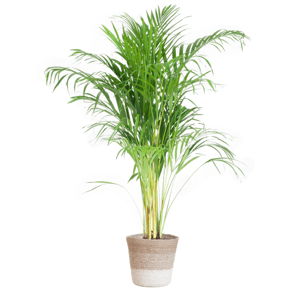 Areca Palm (Dypsis) met Lissabon mand - Bloomado