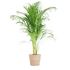 Areca Palm (Dypsis) met Lissabon mand - Bloomado