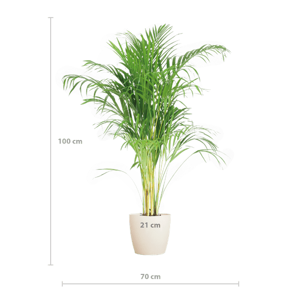 Areca Palm (Dypsis) met Lissabon mand - Bloomado