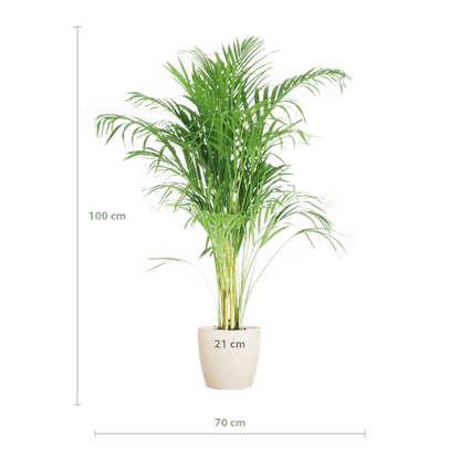 Areca Palm (Dypsis) met Lissabon mand - Bloomado