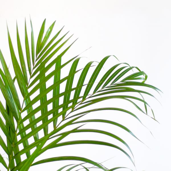 Areca Palm (Dypsis) met Lissabon mand - Bloomado