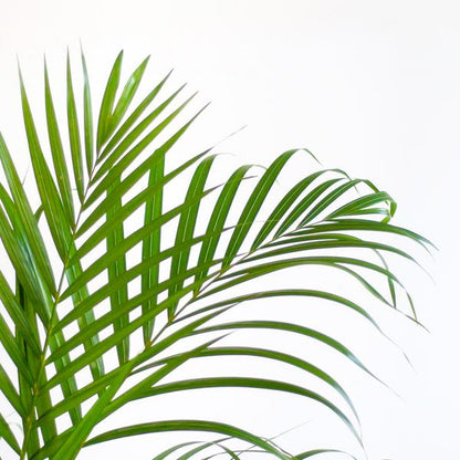 Areca Palm (Dypsis) met Lissabon mand - Bloomado