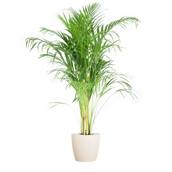 Areca Palm (Dypsis) met Viber wit - 100cm - Ø21 - Bloomado