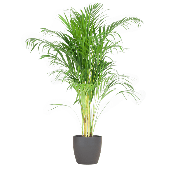 Areca Palm (Dypsis) mit Viber Grijs - 100cm - Ø21 - Bloomado