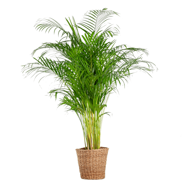 Areca Palm (dypsis) XL met mand Torun - Bloomado