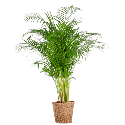 Areca Palm (dypsis) XL met mand Torun - Bloomado