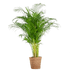 Areca Palm (dypsis) XL met mand Torun - Bloomado