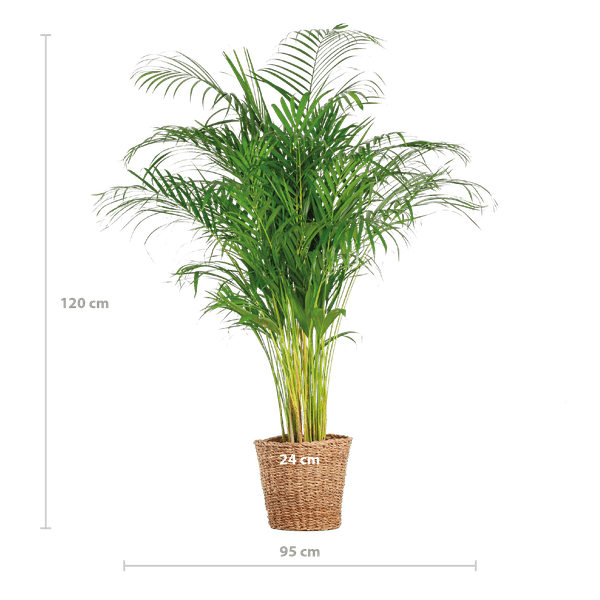 Areca Palm (dypsis) XL met mand Torun - Bloomado