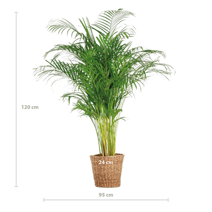 Areca Palm (dypsis) XL met mand Torun - Bloomado