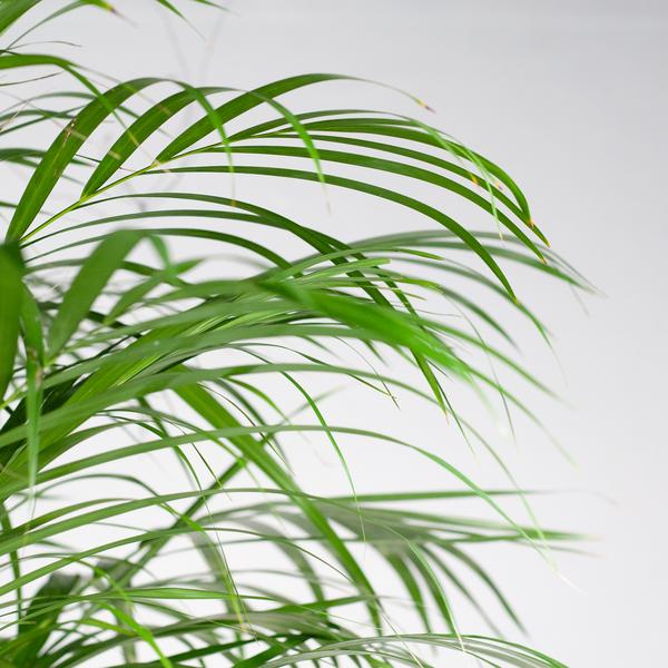 Areca Palm (dypsis) XL met mand Torun - Bloomado