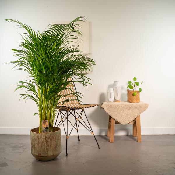 Areca palm met pot - ↨130cm - Ø24cm - Bloomado