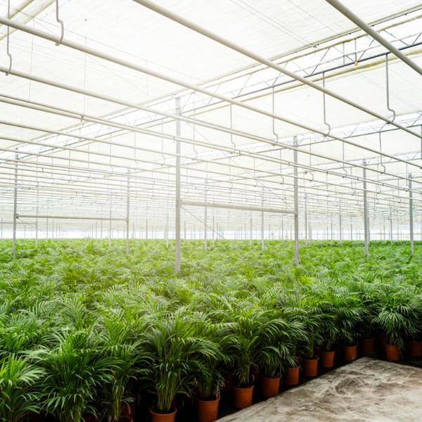 Areca palm met pot - ↨130cm - Ø24cm - Bloomado