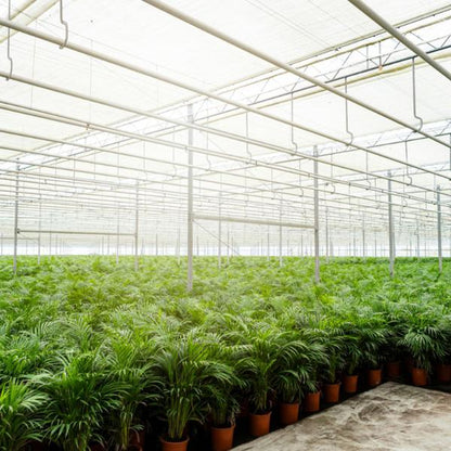 Areca palm met pot - ↨130cm - Ø24cm - Bloomado