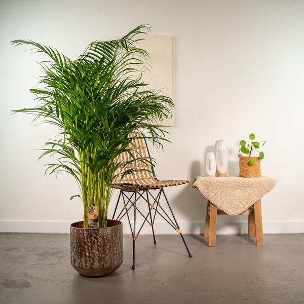 Areca palm met pot - ↨130cm - Ø24cm - Bloomado