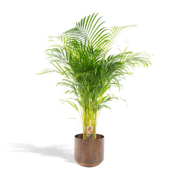 Areca palm met pot - ↨130cm - Ø24cm - Bloomado