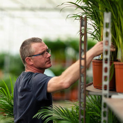 Areca palm met pot - ↨130cm - Ø24cm - Bloomado