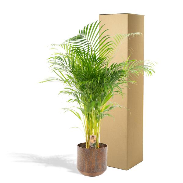 Areca palm met pot - ↨130cm - Ø24cm - Bloomado