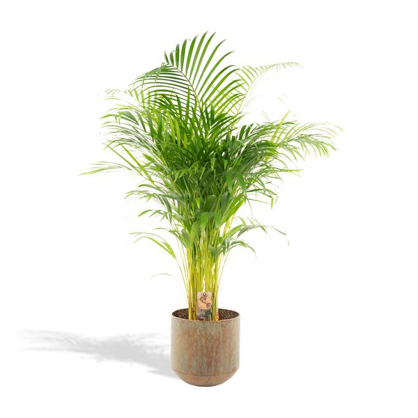 Areca palm met pot - ↨130cm - Ø24cm - Bloomado