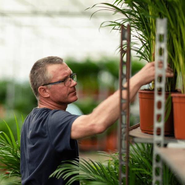 Areca palm - Ø21cm - ↕110cm - Bloomado