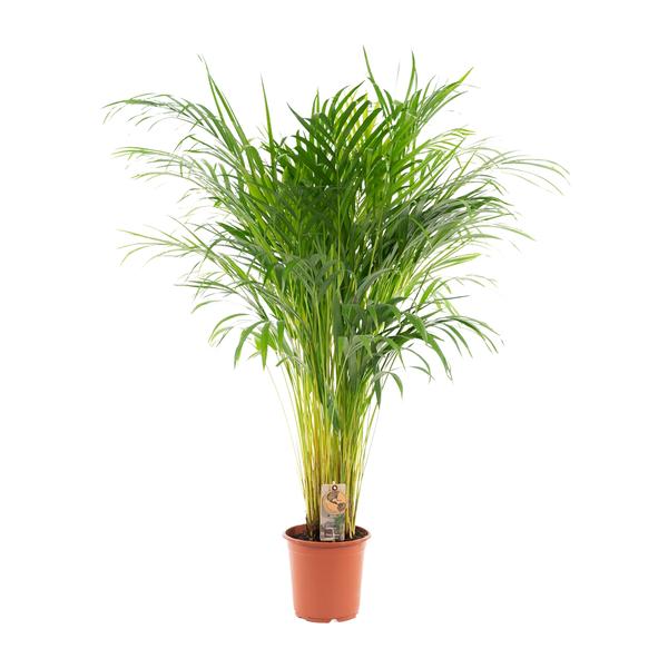 Areca palm - Ø21cm - ↕110cm - Bloomado