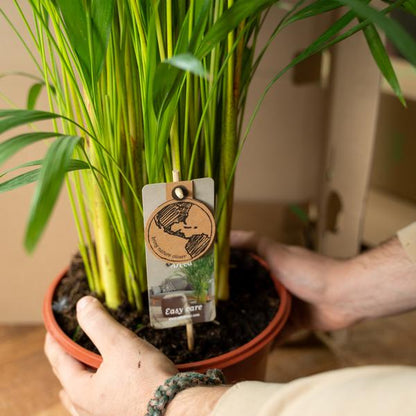 Areca palm - Ø21cm - ↕110cm - Bloomado